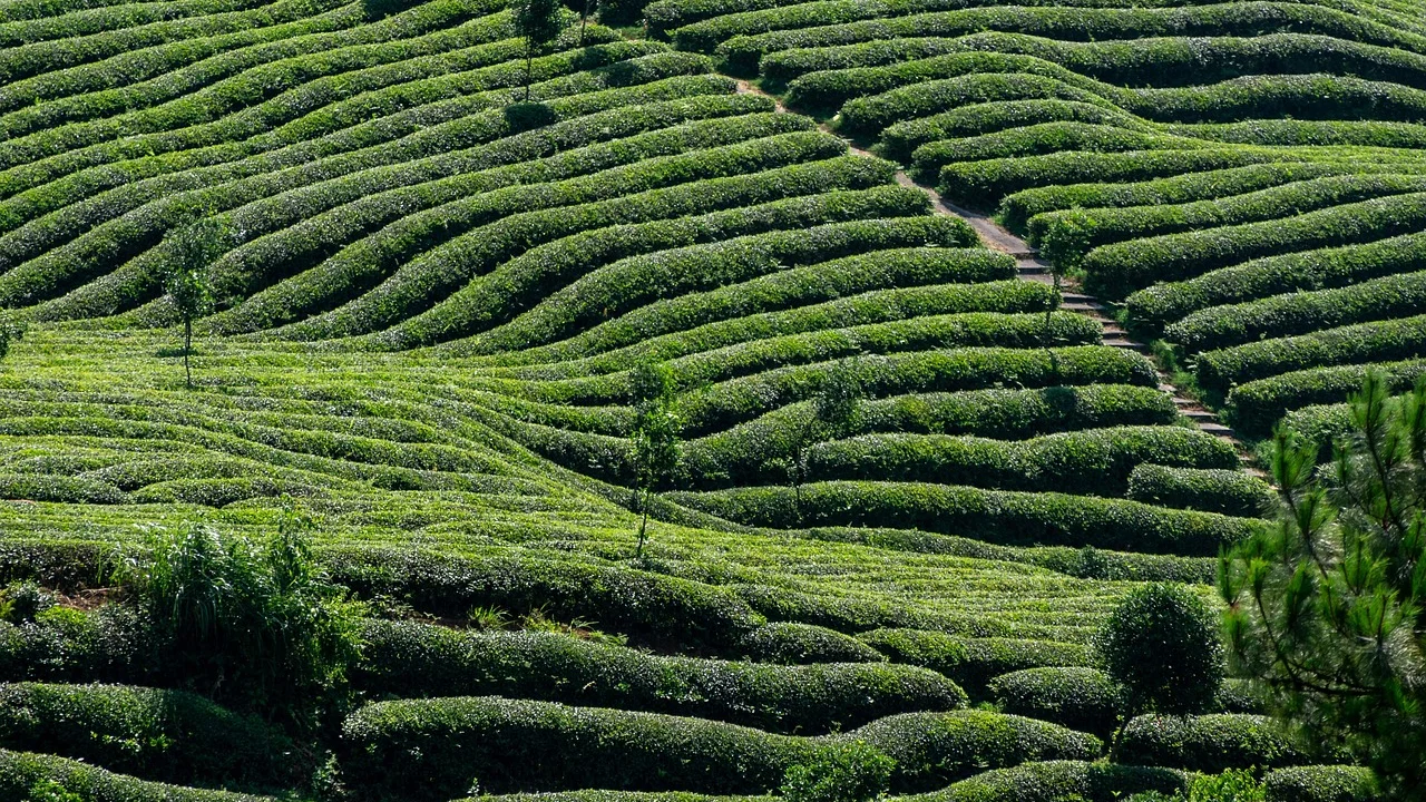 Profissional verifica medidas em propriedade rural