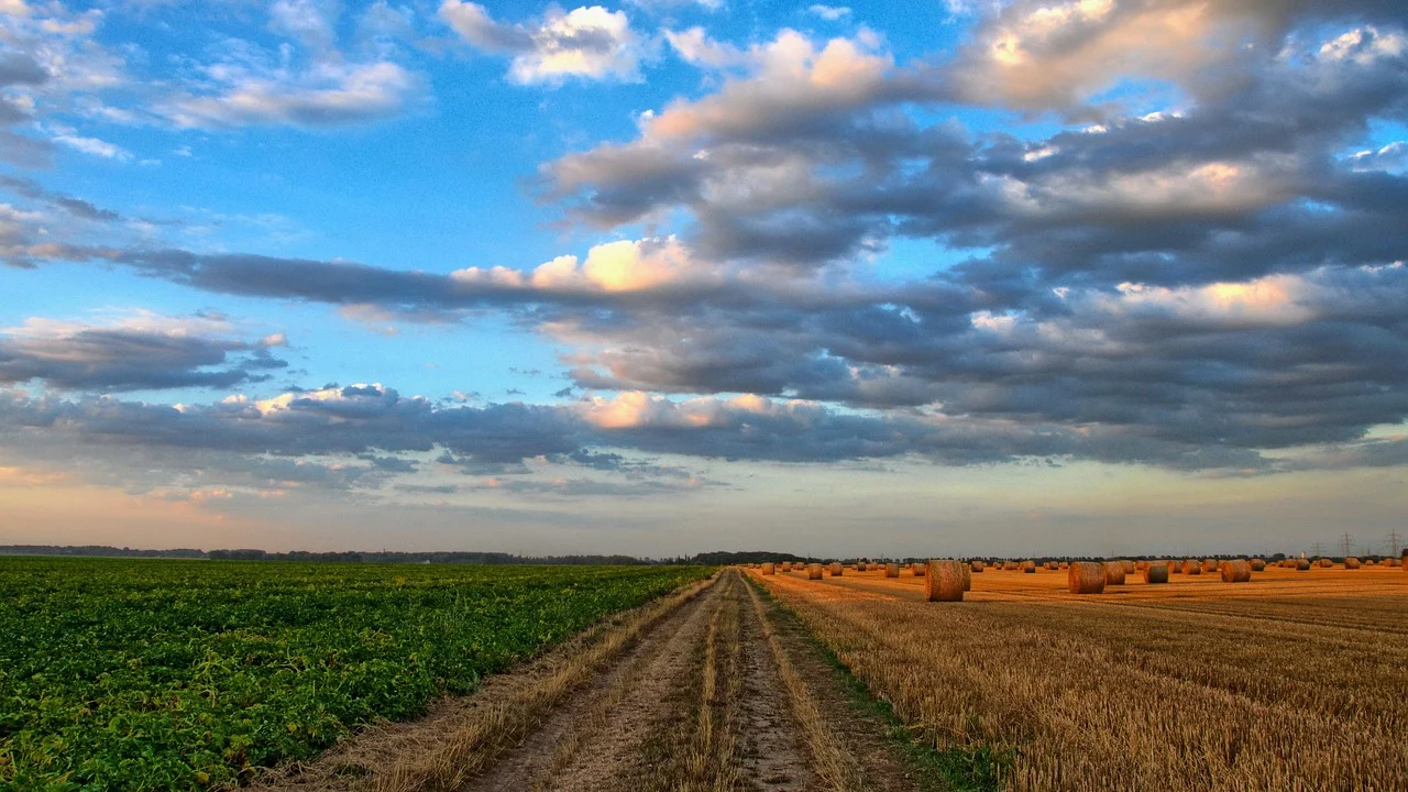 Plantação extensa medida em hectares