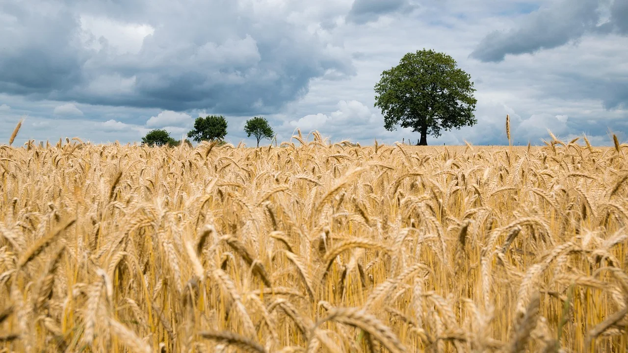 Medição de limites em propriedade rural