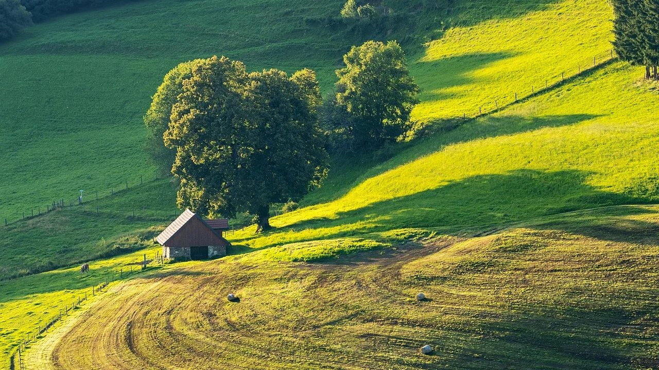 Plantação vista do alto em área de um hectare