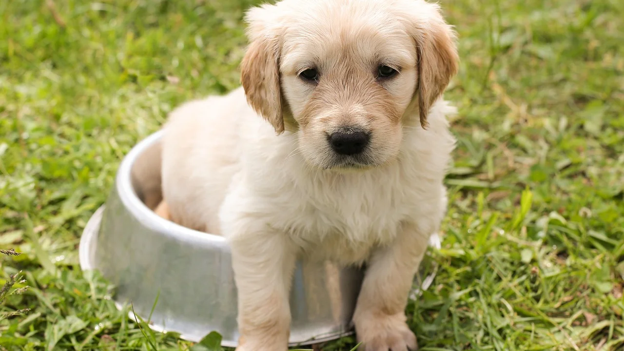 Cão bebendo água fresca em recipiente limpo