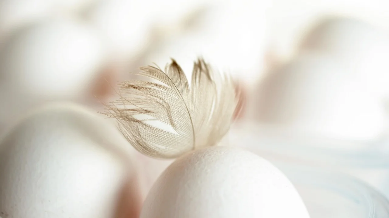 Omelete de claras com vegetais frescos