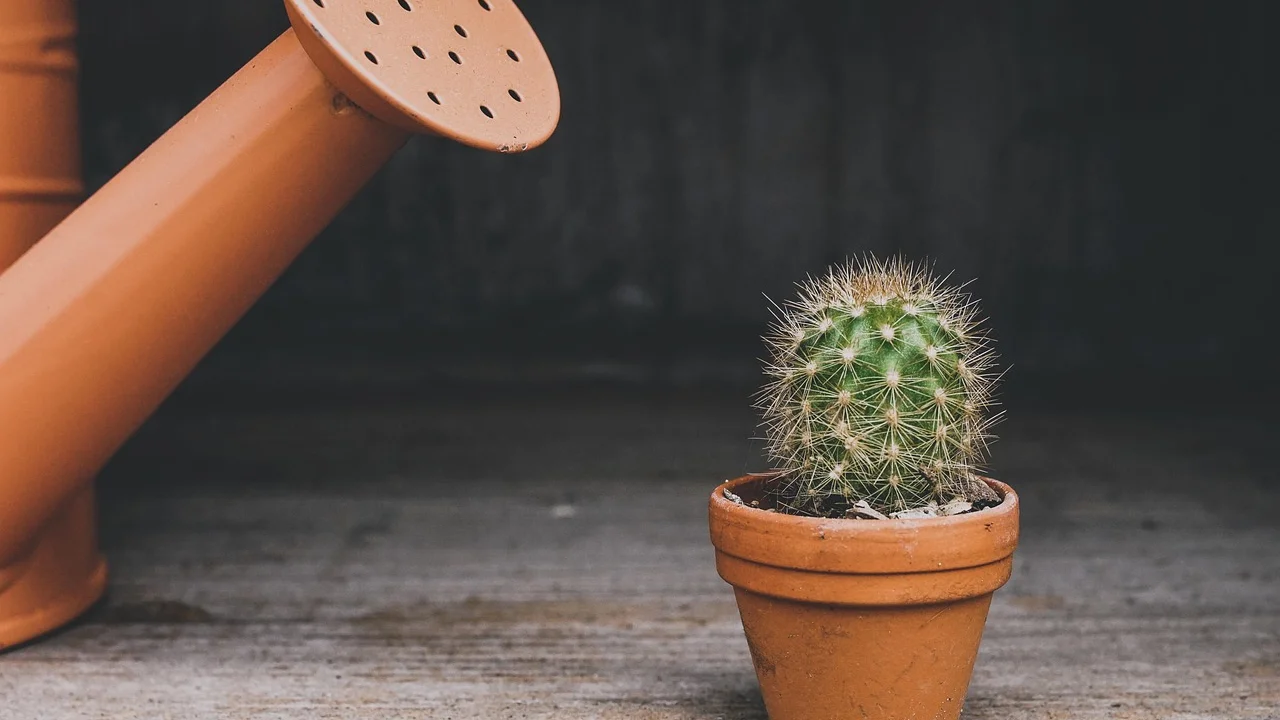 Planta em vaso com furos para drenagem adequada