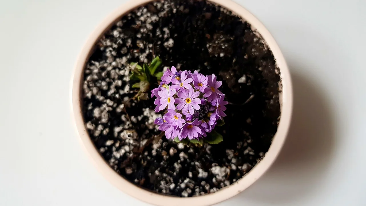 Prateleira com diferentes plantas em luz indireta
