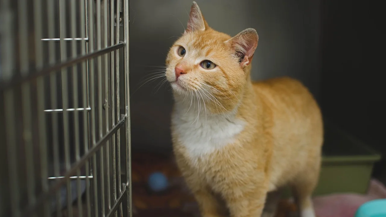 Profissional veterinário em atendimento clínico a um animal