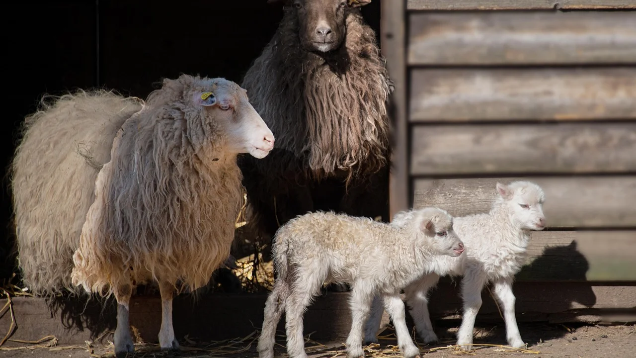 Família agricultora organiza documentos da produção rural