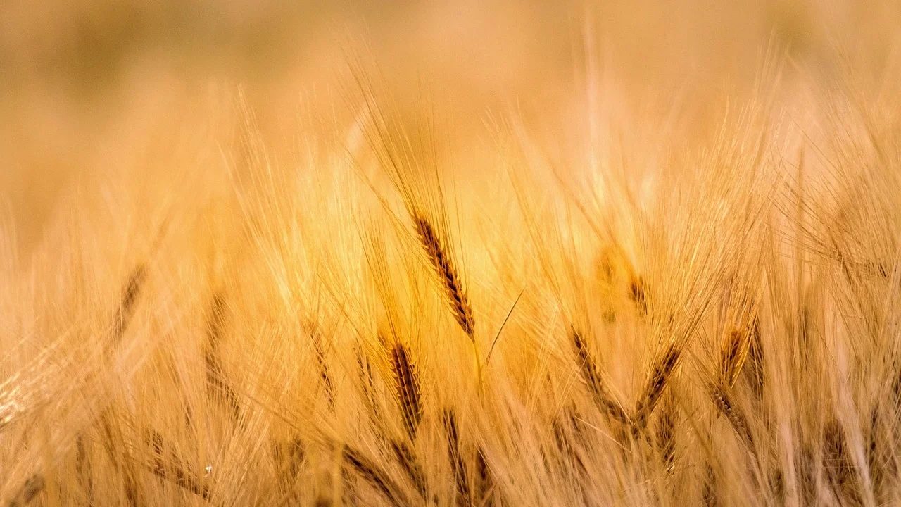 Propriedade rural vista do alto com áreas de cultivo e vegetação