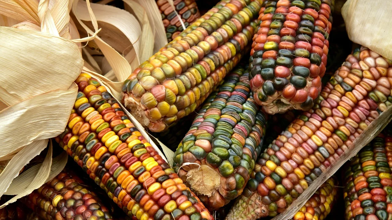 Cuscuz de milho recém-preparado em uma cuscuzeira tradicional.