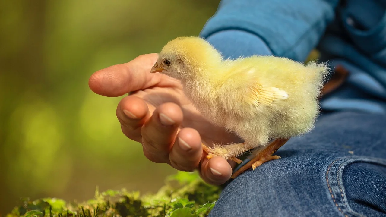 Porção de fígado de frango refogado com cebola e ervas.