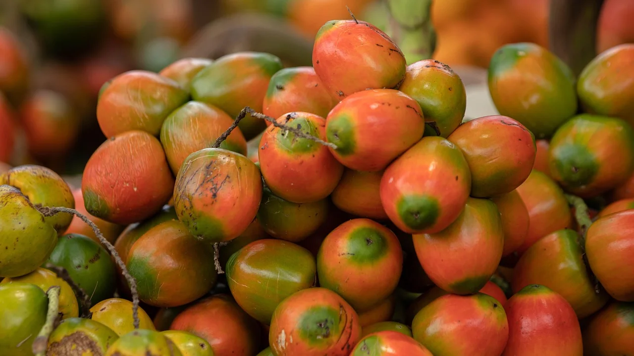 Vista de rio brasileiro com vegetação nativa ao redor