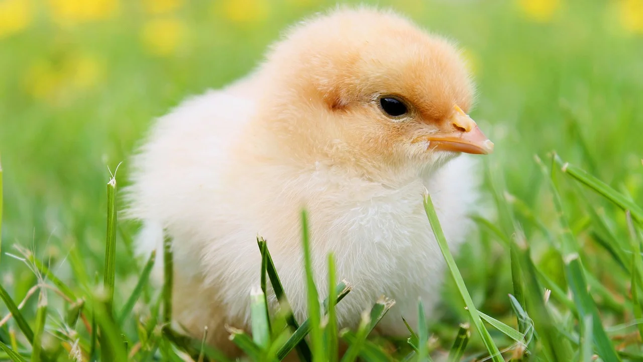 Moelas de frango cruas organizadas em recipiente para preparo