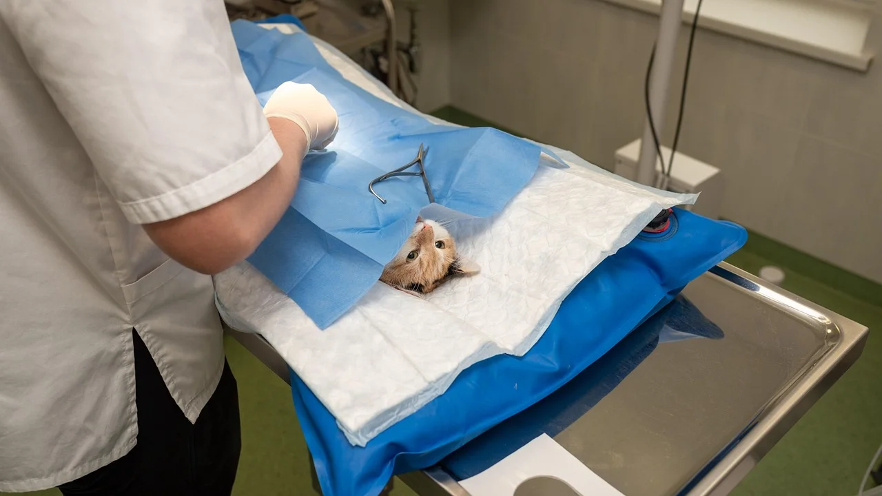 Instrumentos esterilizados organizados em centro cirúrgico veterinário
