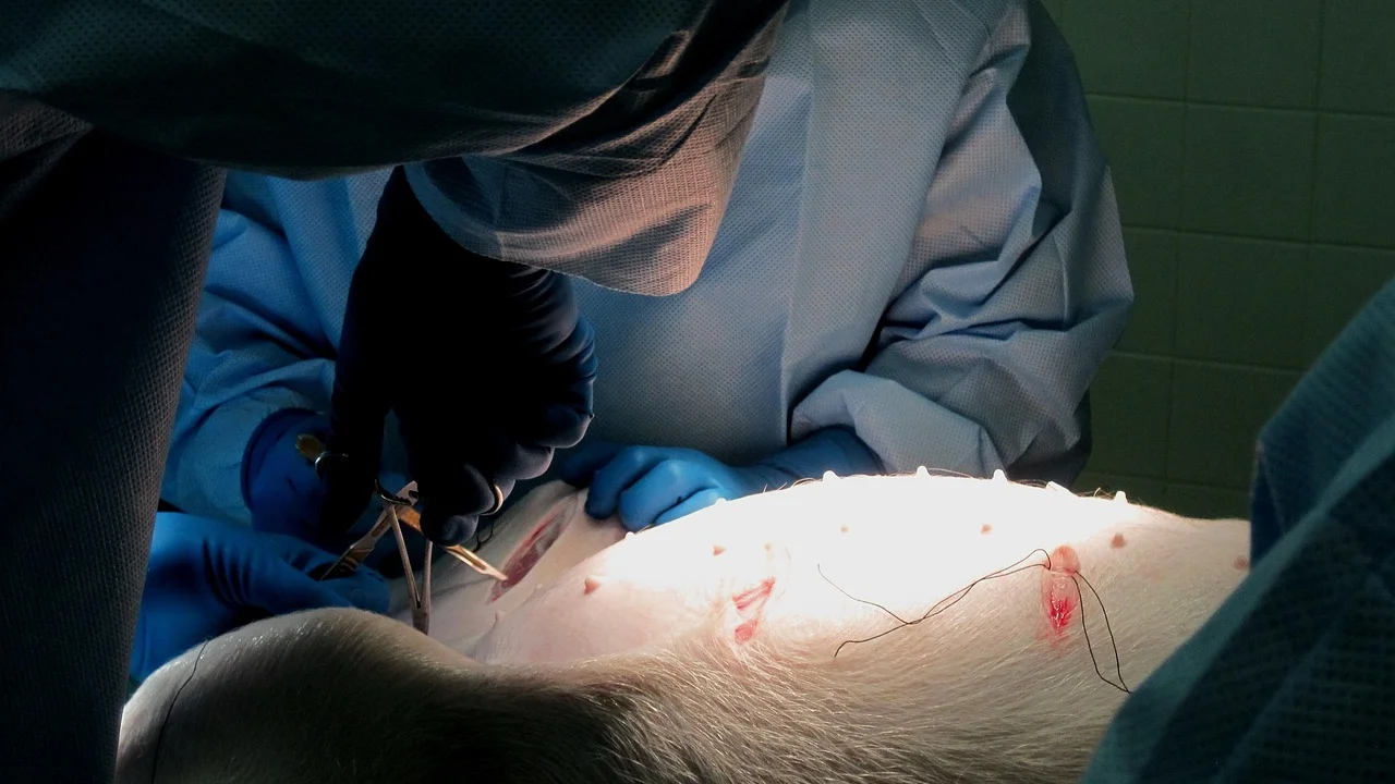 Animal em recuperação monitorada após procedimento veterinário